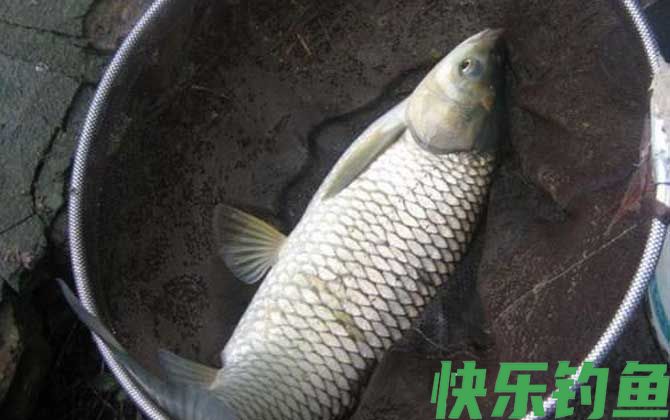 野钓草鱼