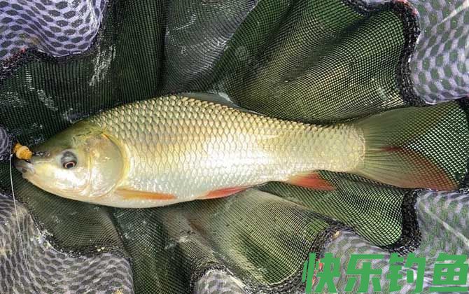 鲮鱼