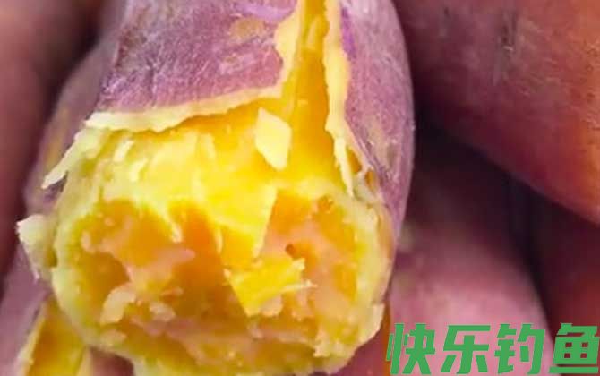 红薯钓鱼