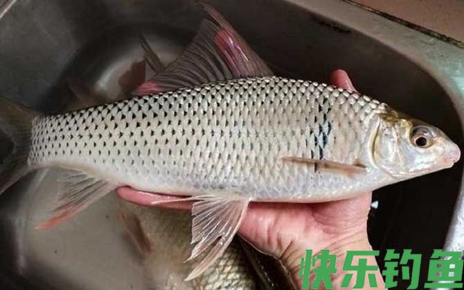 鲮鱼