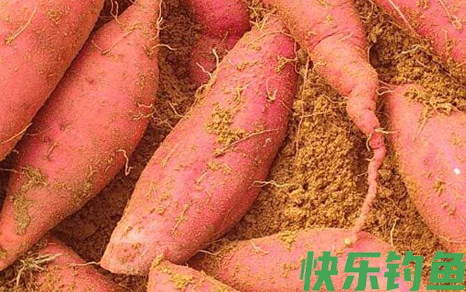 红薯
