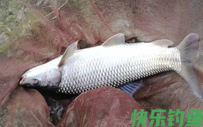 鲮鱼用什么饵料最好钓?(图3) 鲮鱼用什么饵料最好钓?(图3)