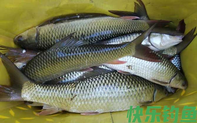鲮鱼用什么饵料最好钓?(图2) 鲮鱼用什么饵料最好钓?(图2)
