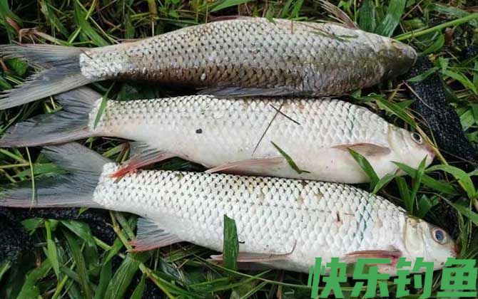 鲮鱼用什么饵料最好钓?(图5) 鲮鱼用什么饵料最好钓?(图5)