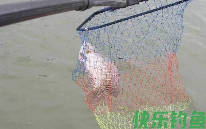 钓罗非鱼