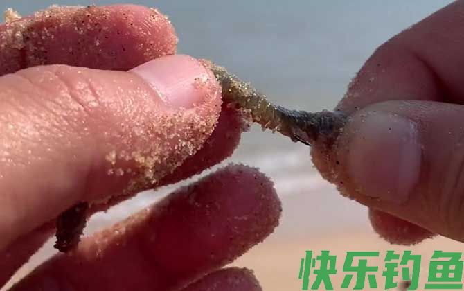 沙蚕钓鱼