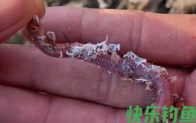 沙蚕钓鱼