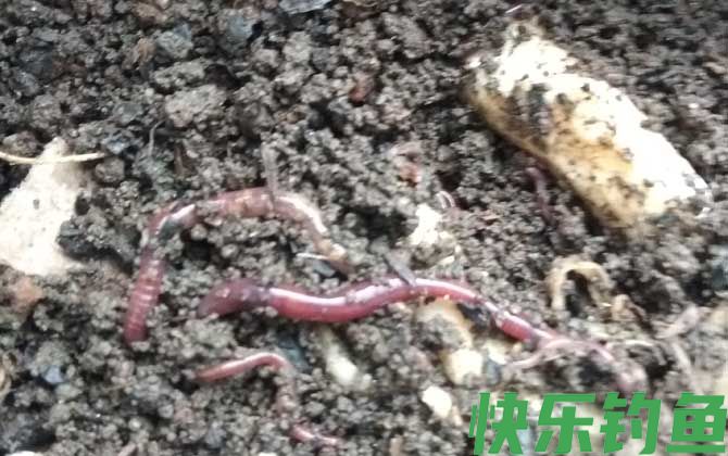 蚯蚓养殖