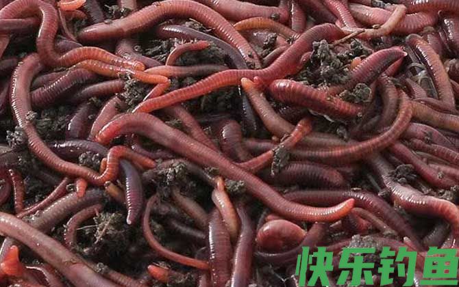 蚯蚓养殖