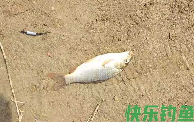 玉米钓鲤鱼