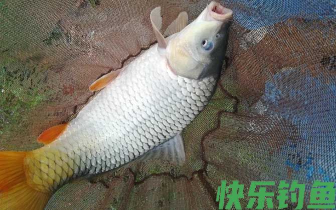 玉米钓鲤鱼