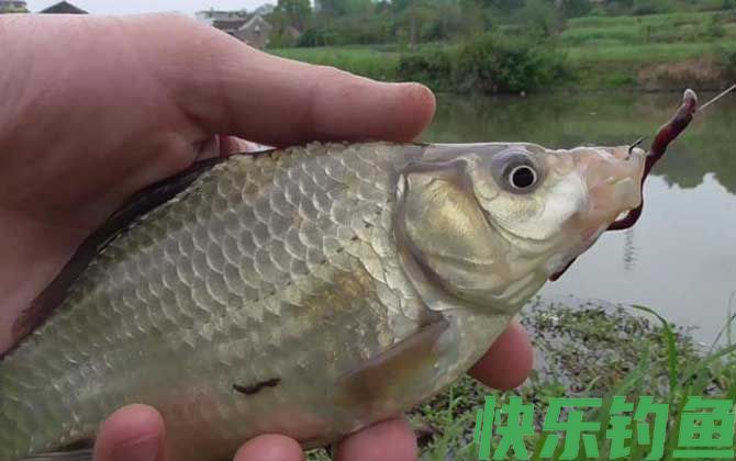 蚯蚓钓鱼