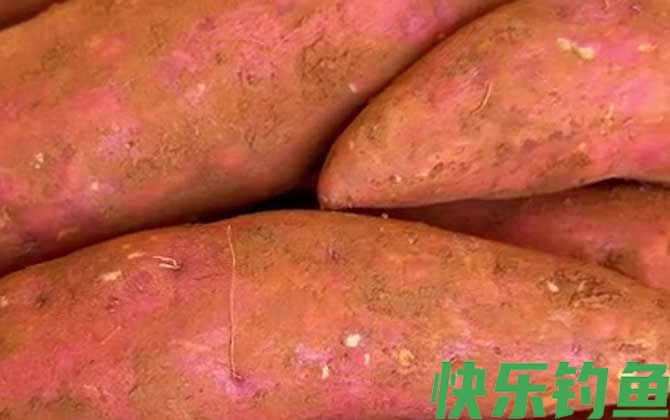 红薯钓鱼效果怎么样？(图2)
