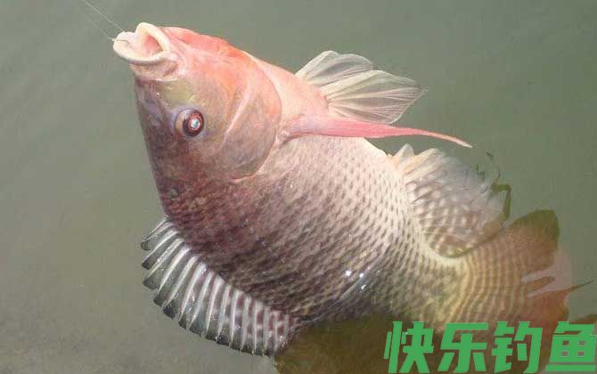南方野钓罗非鱼饵料配方大全(图3) 南方野钓罗非鱼饵料配方大全(图3)