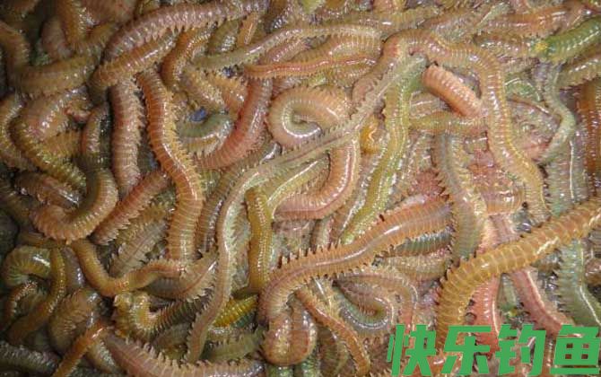 海钓用什么鱼饵?(图1) 海钓用什么鱼饵?(图1)