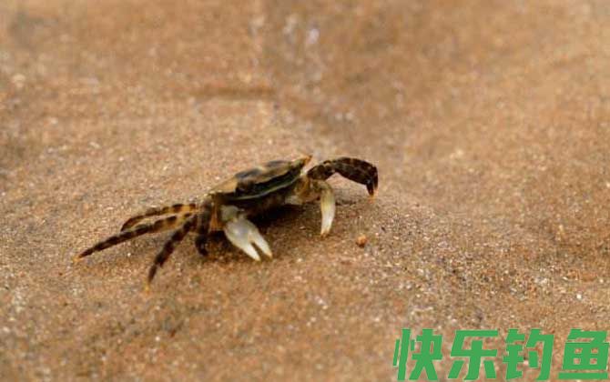 海钓用什么鱼饵?(图3) 海钓用什么鱼饵?(图3)