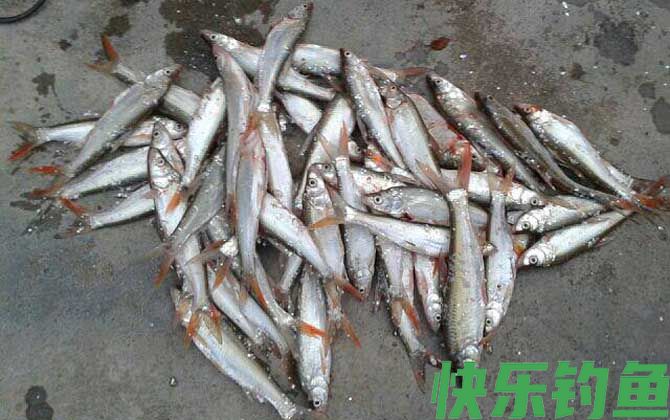 海钓用什么鱼饵?(图4) 海钓用什么鱼饵?(图4)