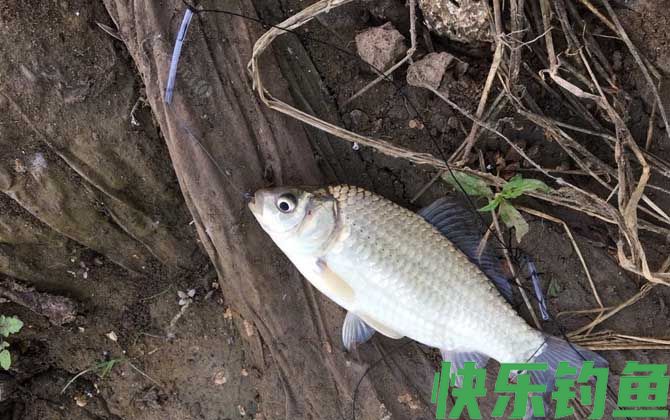 冬天钓鱼用蚯蚓好还是商品饵料好?(图1) 冬天钓鱼用蚯蚓好还是商品饵料好?(图1)