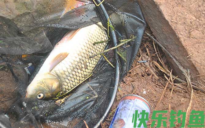 冬天钓鱼用蚯蚓好还是商品饵料好?(图2) 冬天钓鱼用蚯蚓好还是商品饵料好?(图2)