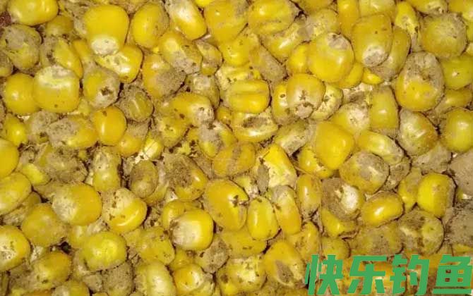 老玉米打窝用什么钓最好？(图2)