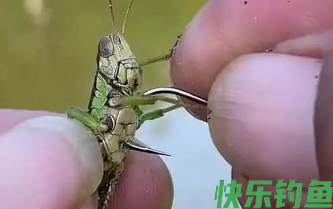 排名第一的草鱼饵料是什么？(图4)