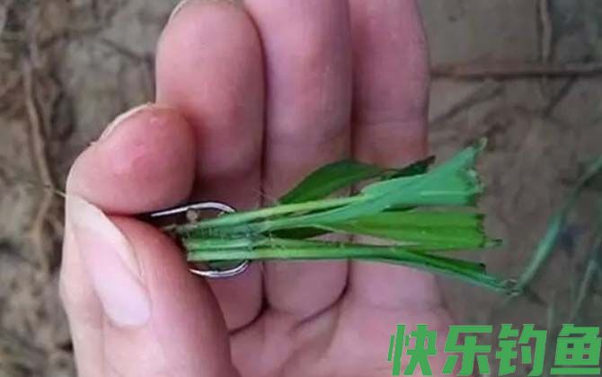 排名第一的草鱼饵料是什么？(图2)