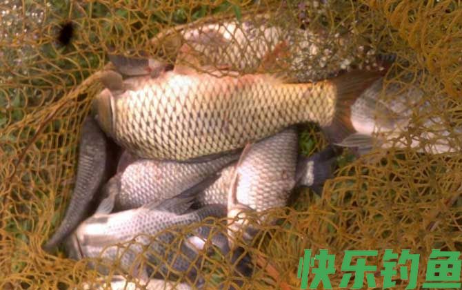 夏季钓鲤鱼的饵料配方大全(图4)