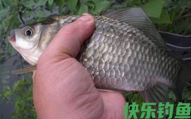 钓鲫鱼