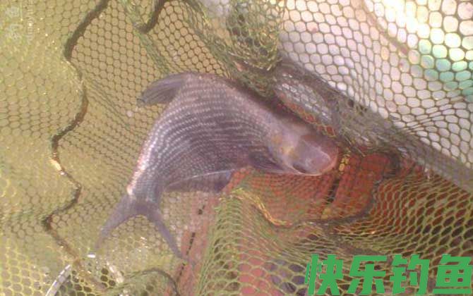 野钓鳊鱼