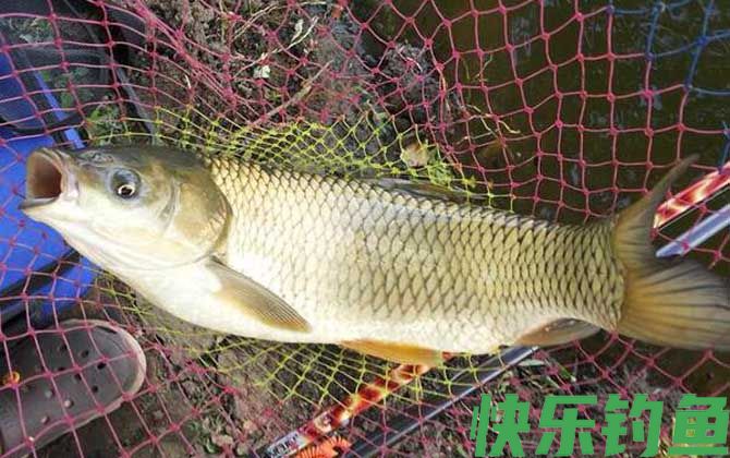 野钓草鱼