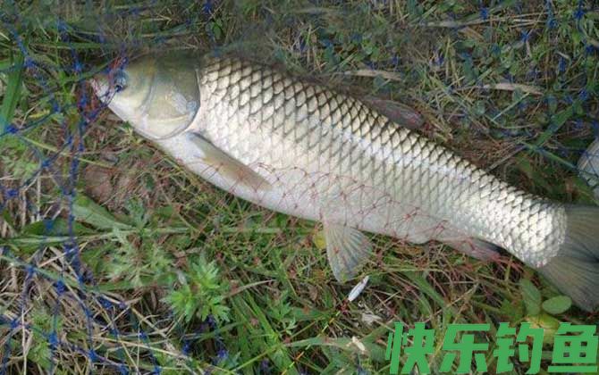 钓草鱼