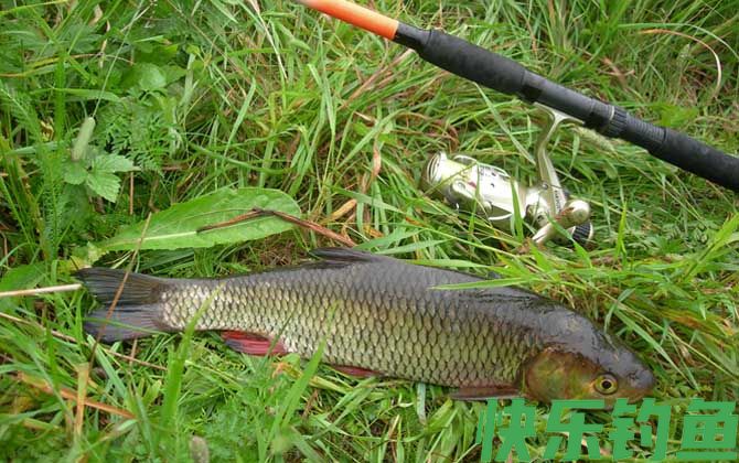 钓草鱼
