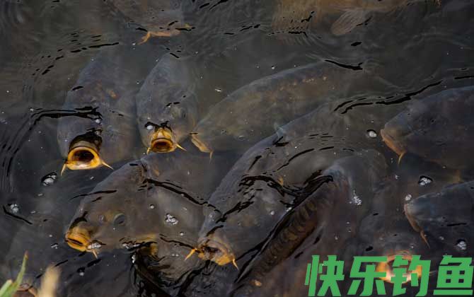 钓鲤鱼