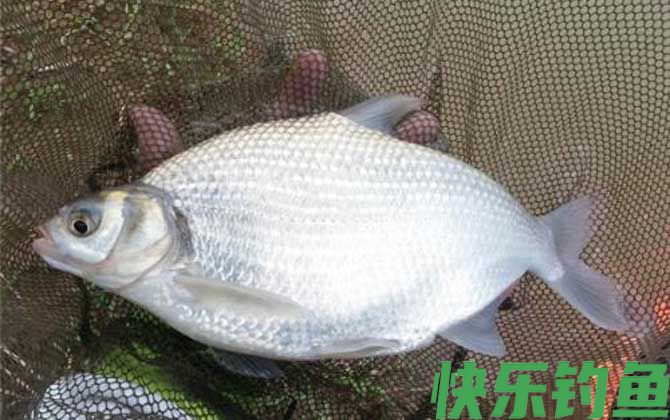 鳊鱼