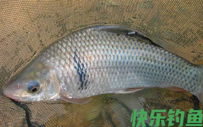 野钓鲮鱼