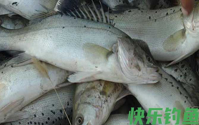 钓鲈鱼