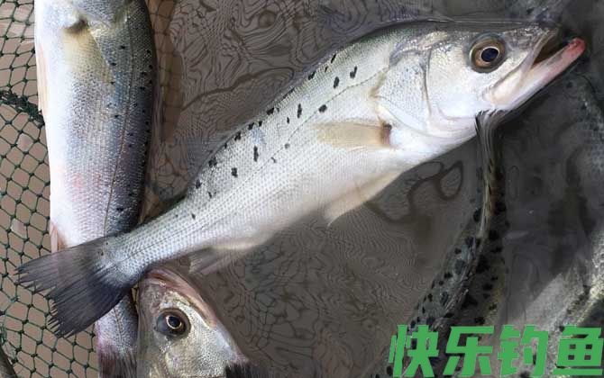 钓鲈鱼