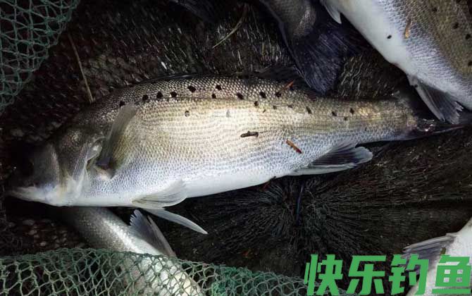 钓鲈鱼