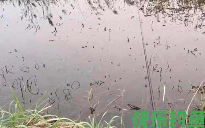 钓鱼