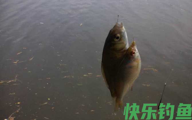钓鲫鱼