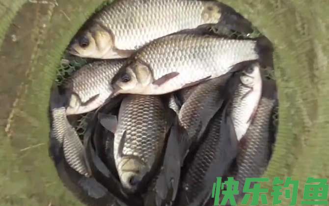 钓大鱼