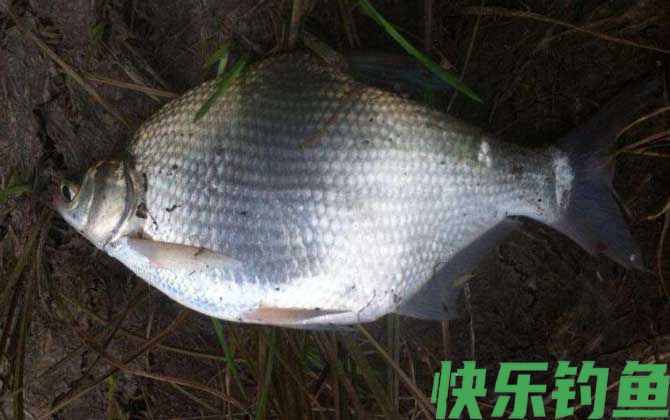 钓大鱼