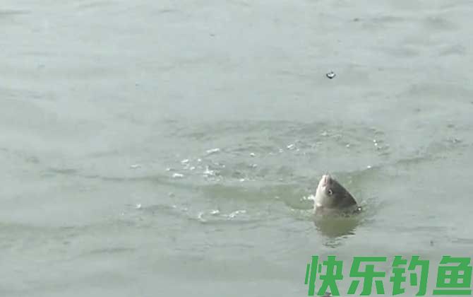 夏季钓鱼