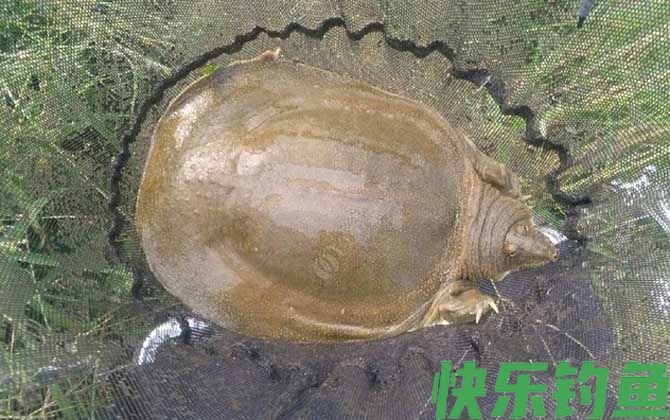 甲鱼