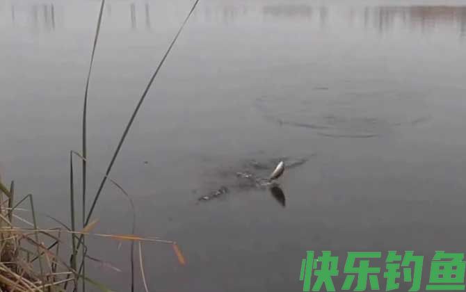 钓鱼