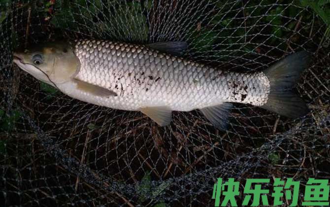 钓鱼