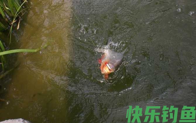淡水白鲳