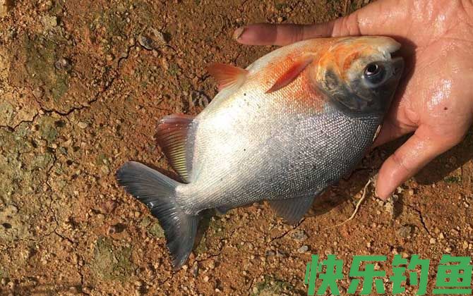 淡水白鲳