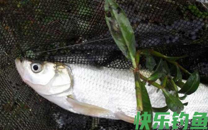 滑漂钓翘嘴鱼