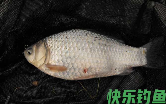 钓鲫鱼